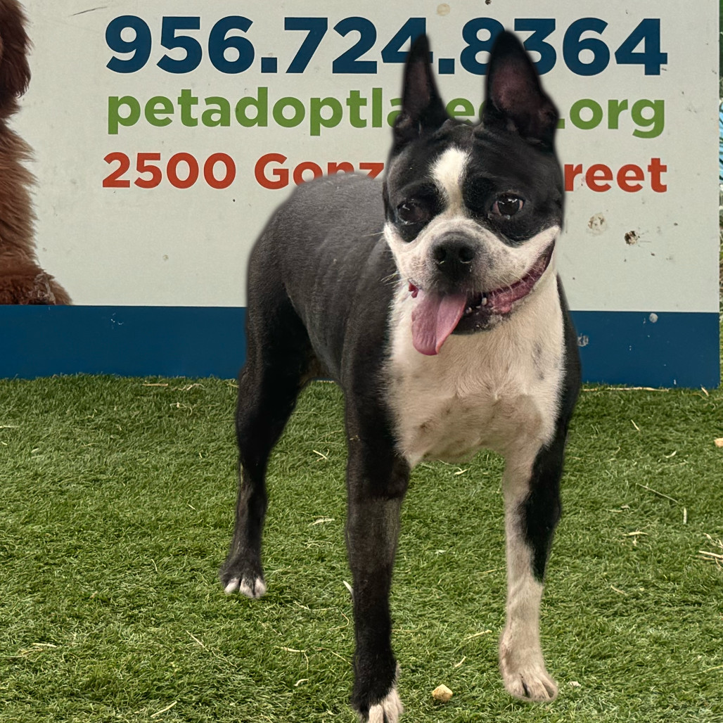 Iggy, an adoptable Boston Terrier in Laredo, TX, 78041 | Photo Image 1