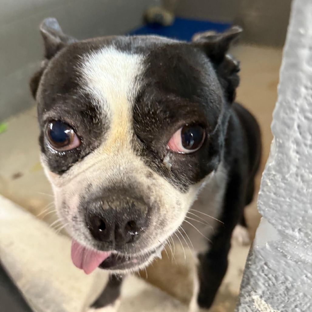 Iggy, an adoptable Boston Terrier in Laredo, TX, 78041 | Photo Image 2