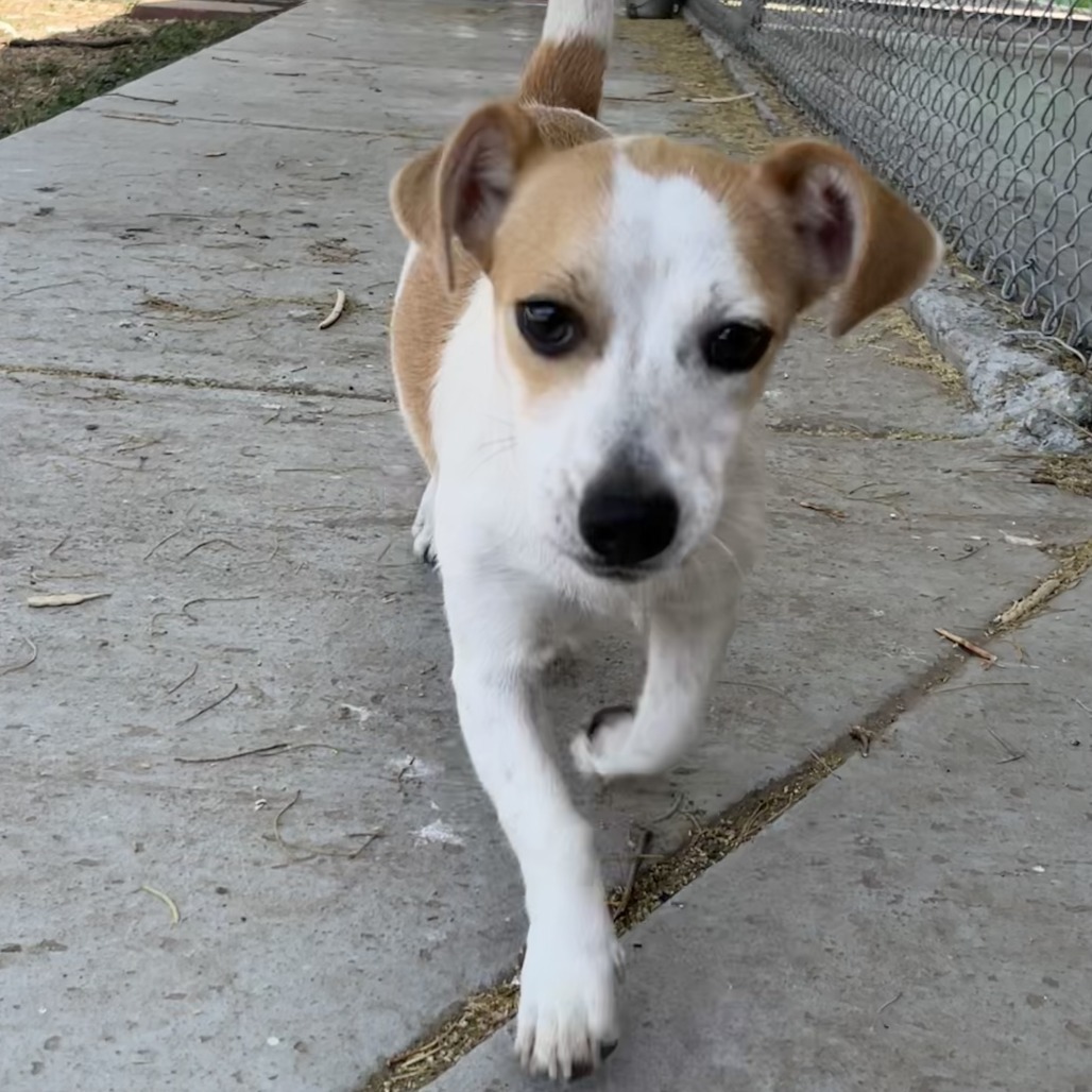 Butterscotch, an adoptable Boston Terrier, Dachshund in Laredo, TX, 78041 | Photo Image 1