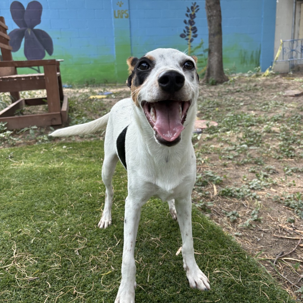 Cowgirl, an adoptable Australian Cattle Dog / Blue Heeler in Laredo, TX, 78041 | Photo Image 1