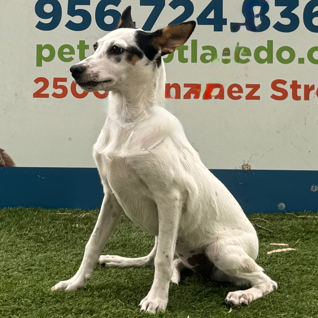 Cowgirl, an adoptable Australian Cattle Dog / Blue Heeler in Laredo, TX, 78041 | Photo Image 2