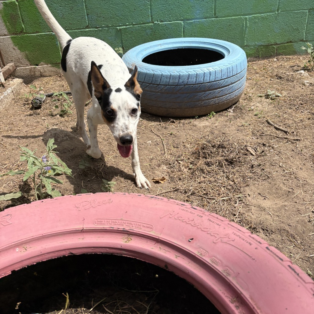 Cowgirl, an adoptable Australian Cattle Dog / Blue Heeler in Laredo, TX, 78041 | Photo Image 3