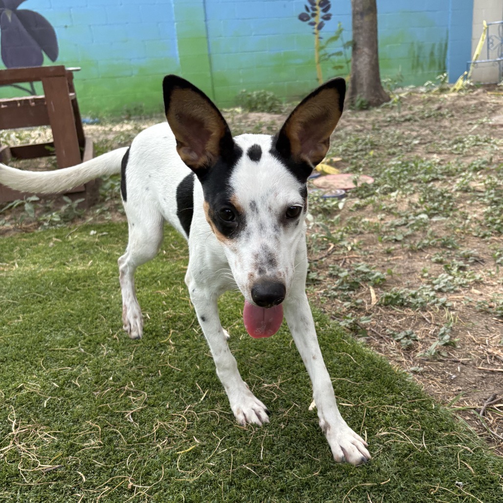Cowgirl, an adoptable Australian Cattle Dog / Blue Heeler in Laredo, TX, 78041 | Photo Image 4