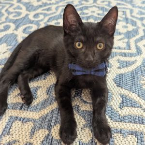Vince, Baby Male Domestic Short Hair