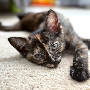 Spinelli is the sweetest baby tortie Ive ever seen She loves to nap with her s