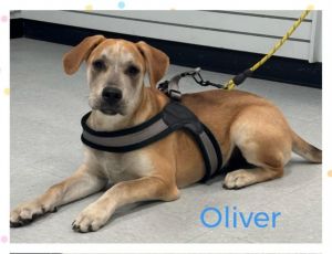 Oliver, Young Male unknown