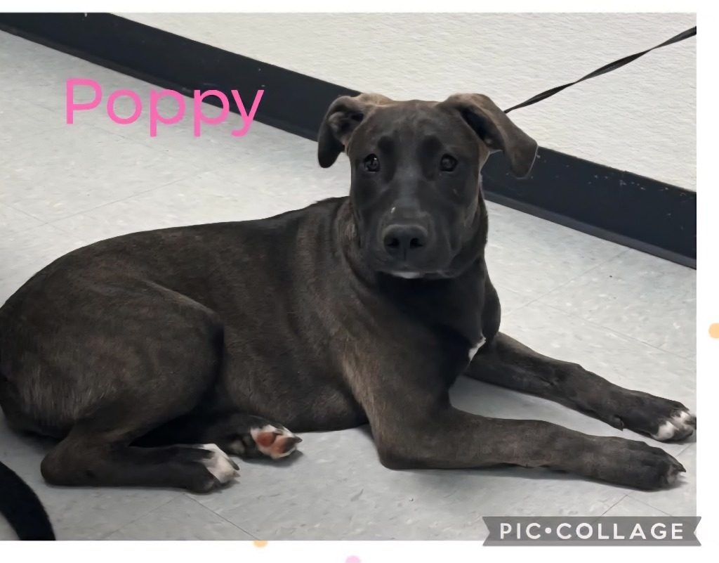 Poppy