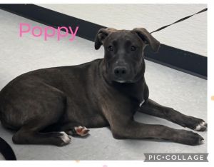 Poppy, Young Female unknown