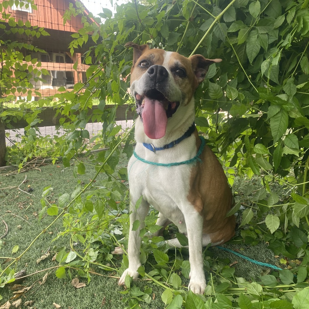 Barky