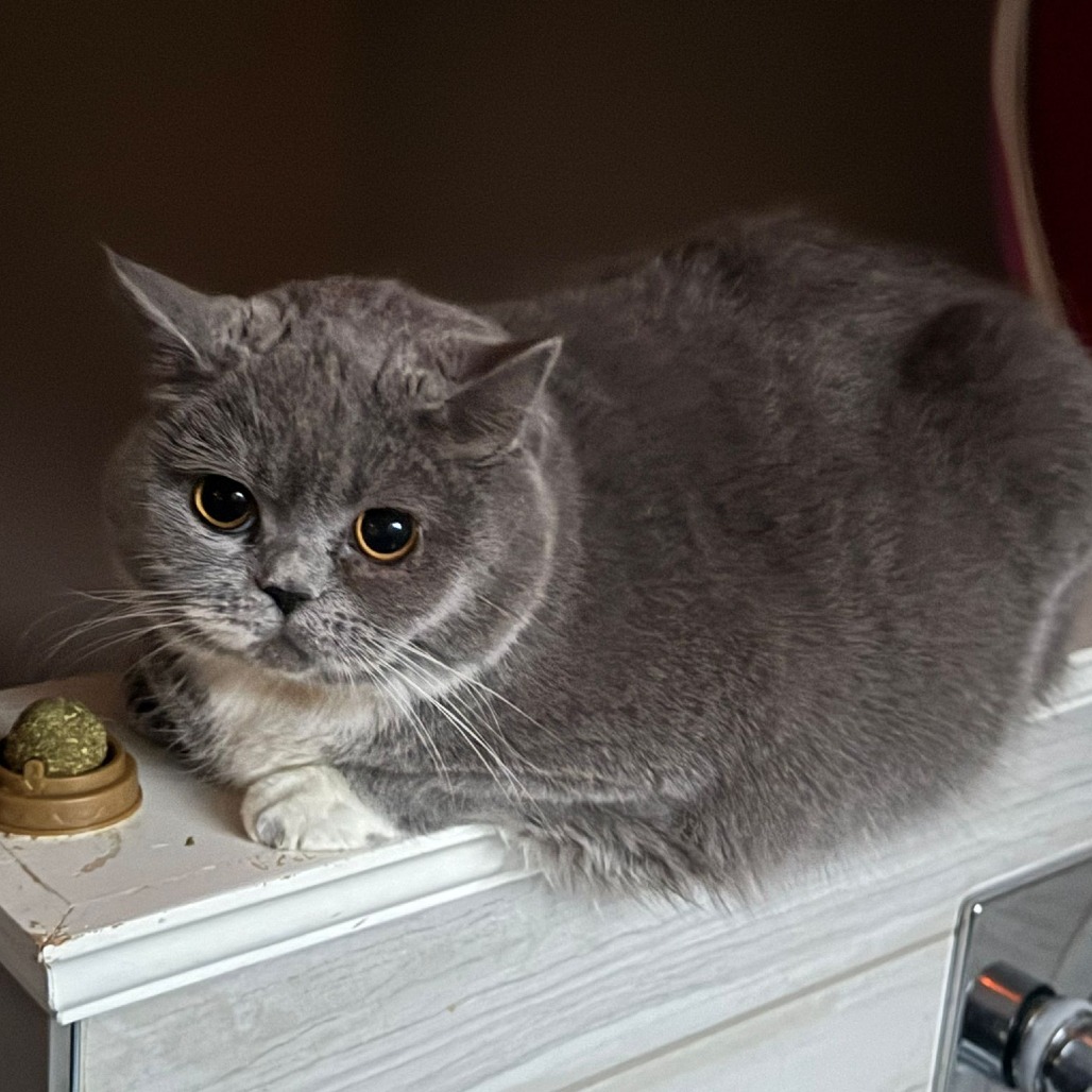 Duchess