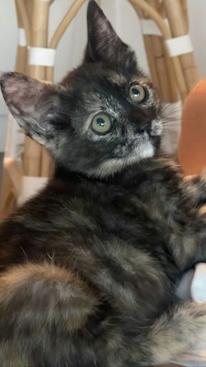 Caramel, Baby Female Domestic Short Hair
