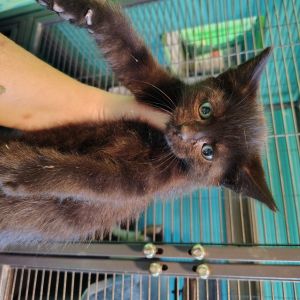 Finnick OHair, Baby Male Domestic Short Hair