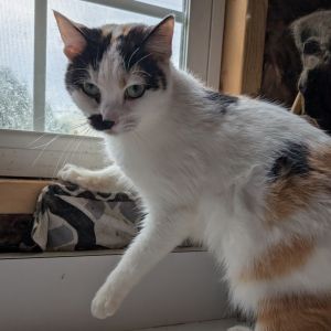 Ice, Young Female Domestic Short Hair