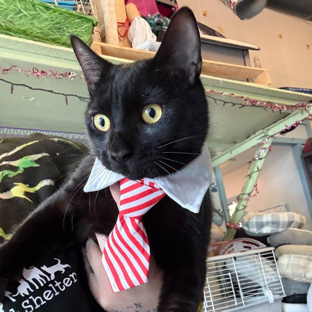 Atticus