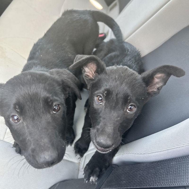 Kiara and Nala