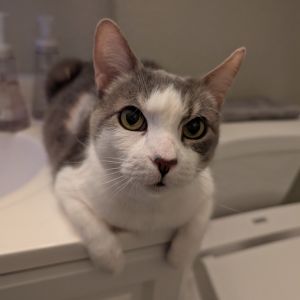 Jazzy, Senior Female Domestic Short Hair