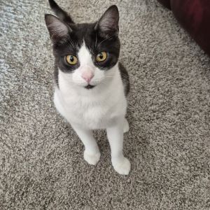 Brownie, Adult Male Domestic Short Hair