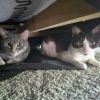 Brownie photo 5