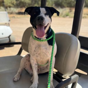 Phil, Adult Male American Staffordshire Terrier