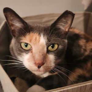 Cecelia, Adult Female Domestic Short Hair