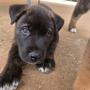 Meet Quince Quince is a seven week old Akita mix He and his siblings are looking for a forever hom