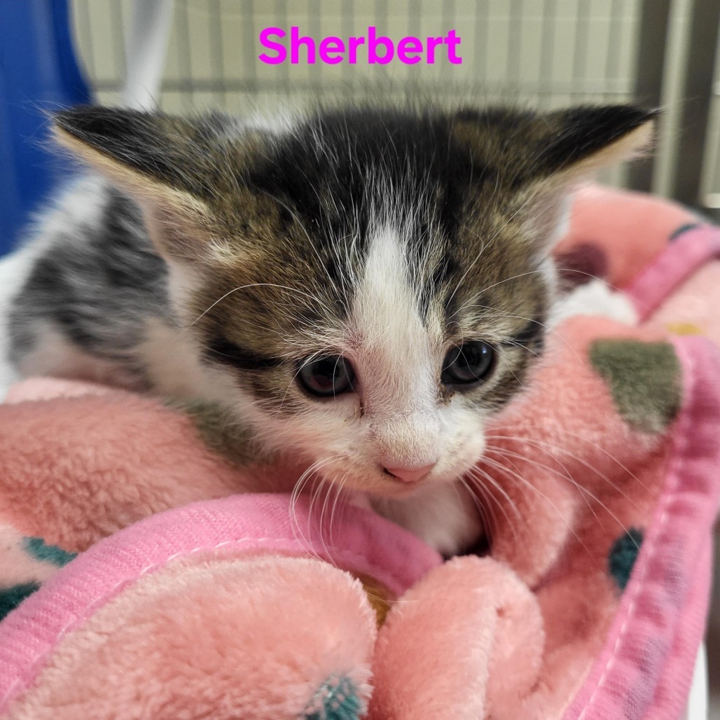 Sherbert
