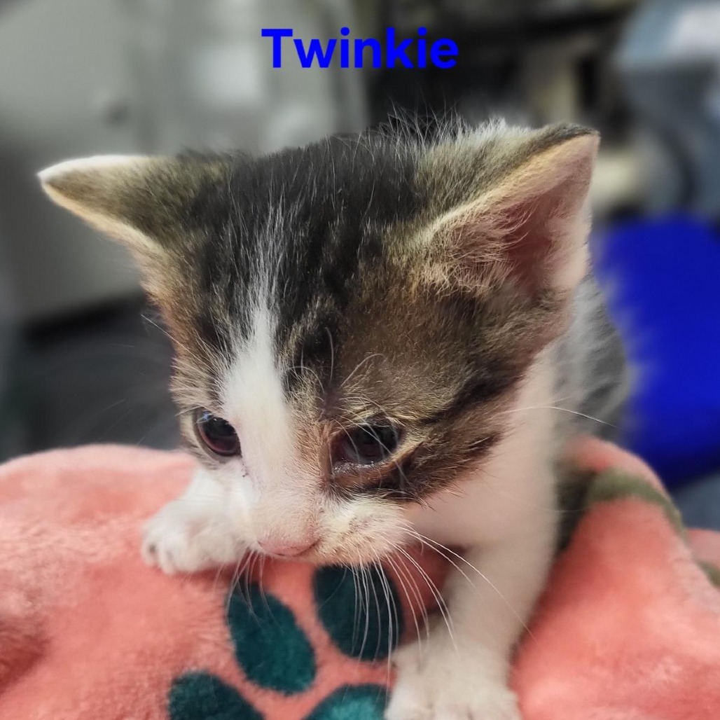Twinkie