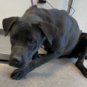 Tilly, Adult Female unknown