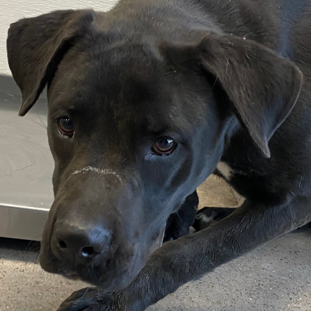 Tilly, an adoptable Mixed Breed in Las Cruces, NM, 88012 | Photo Image 2