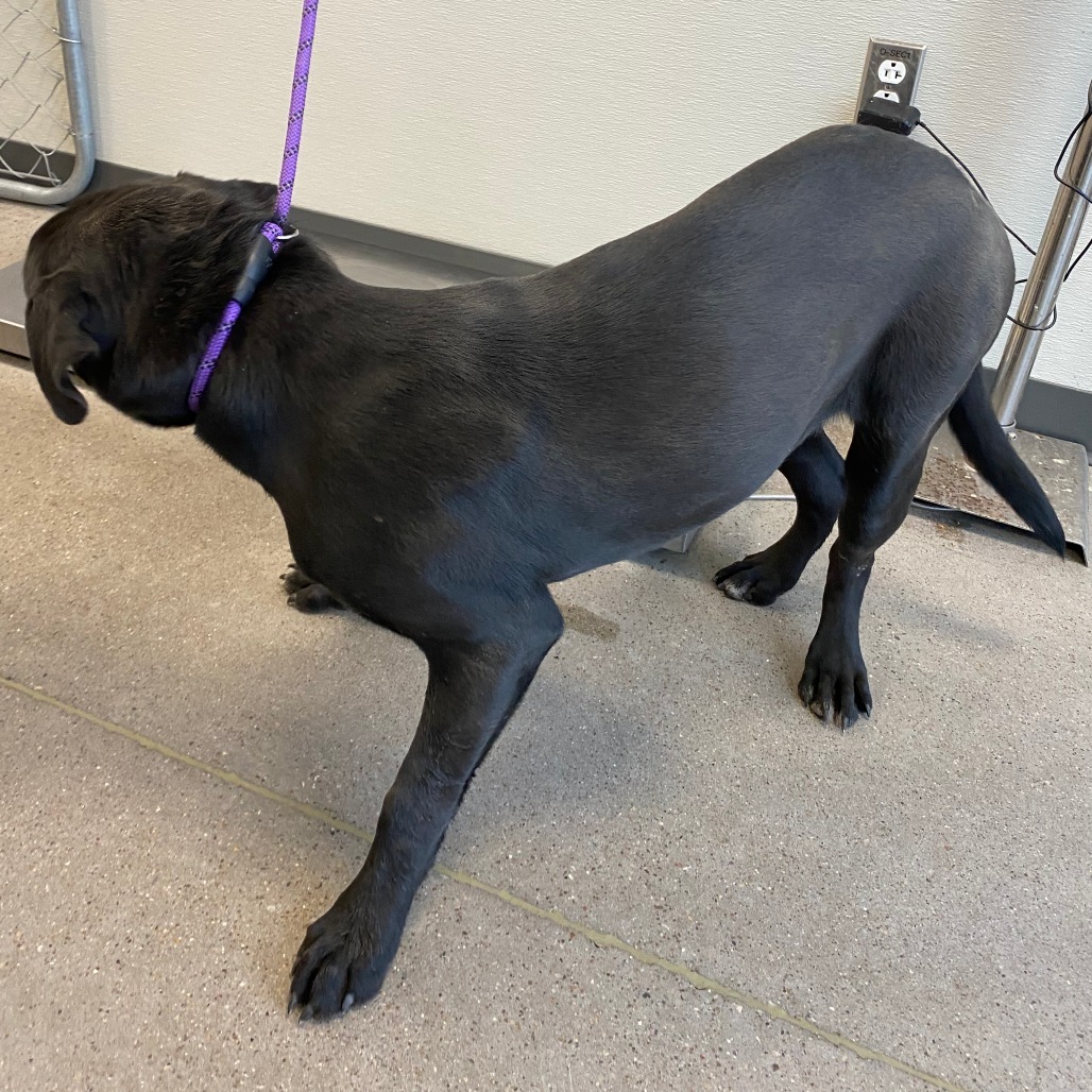 Tilly, an adoptable Mixed Breed in Las Cruces, NM, 88012 | Photo Image 3