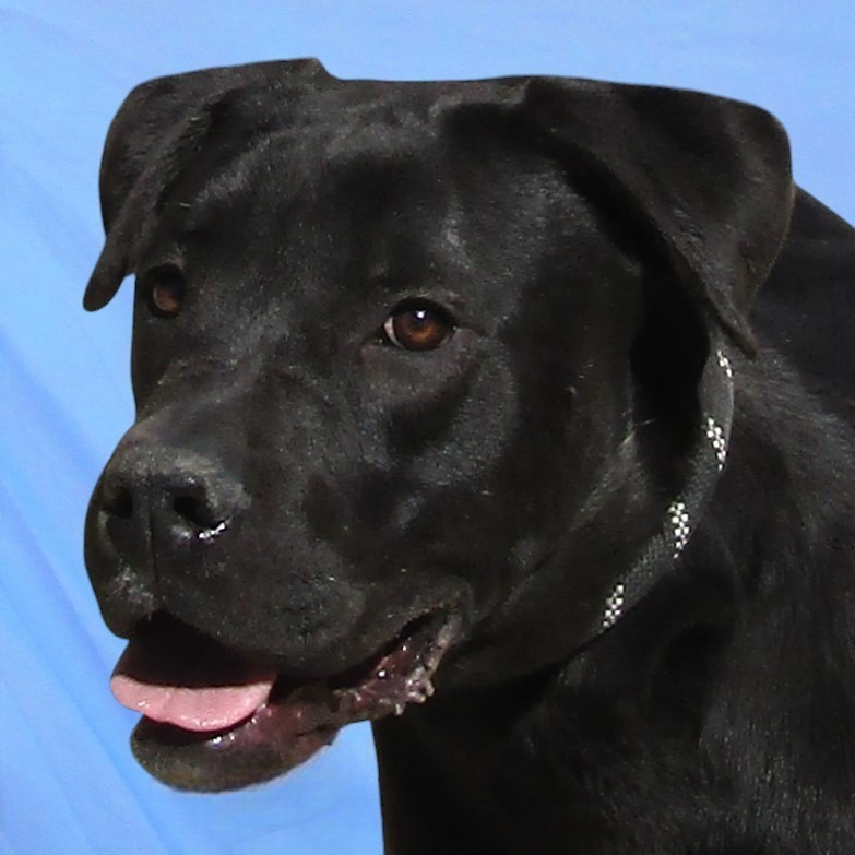 Tilly, an adoptable Mixed Breed in Las Cruces, NM, 88012 | Photo Image 4