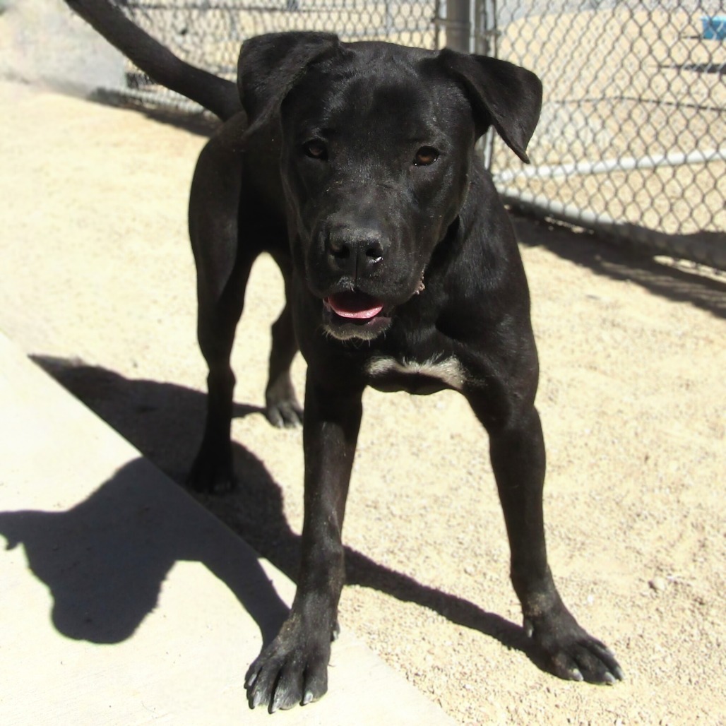 Tilly, an adoptable Mixed Breed in Las Cruces, NM, 88012 | Photo Image 5
