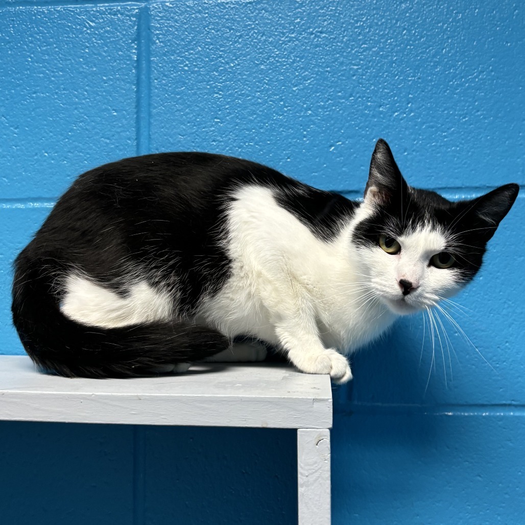 Voodoo, an adoptable Domestic Short Hair in Cheyenne, WY, 82007 | Photo Image 1