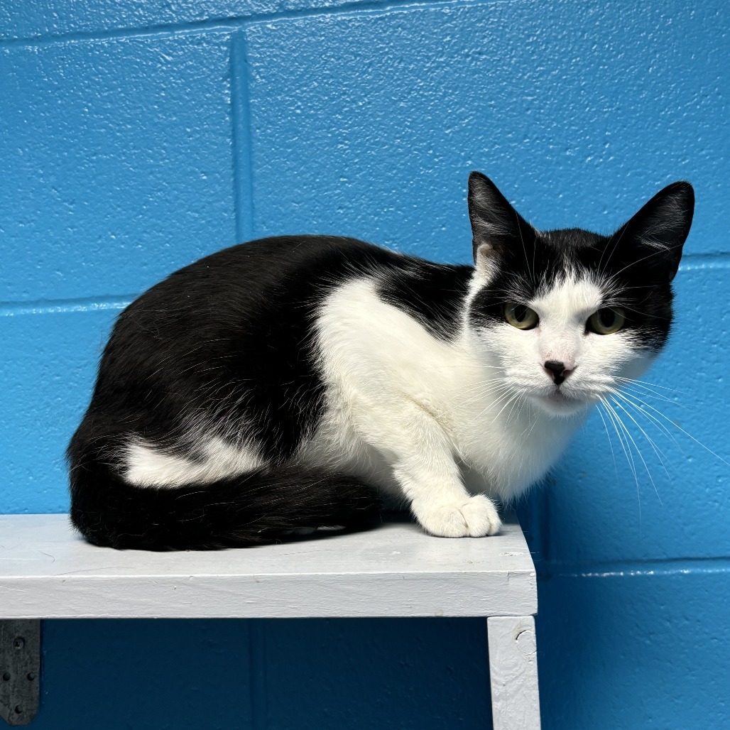 Voodoo, an adoptable Domestic Short Hair in Cheyenne, WY, 82007 | Photo Image 2