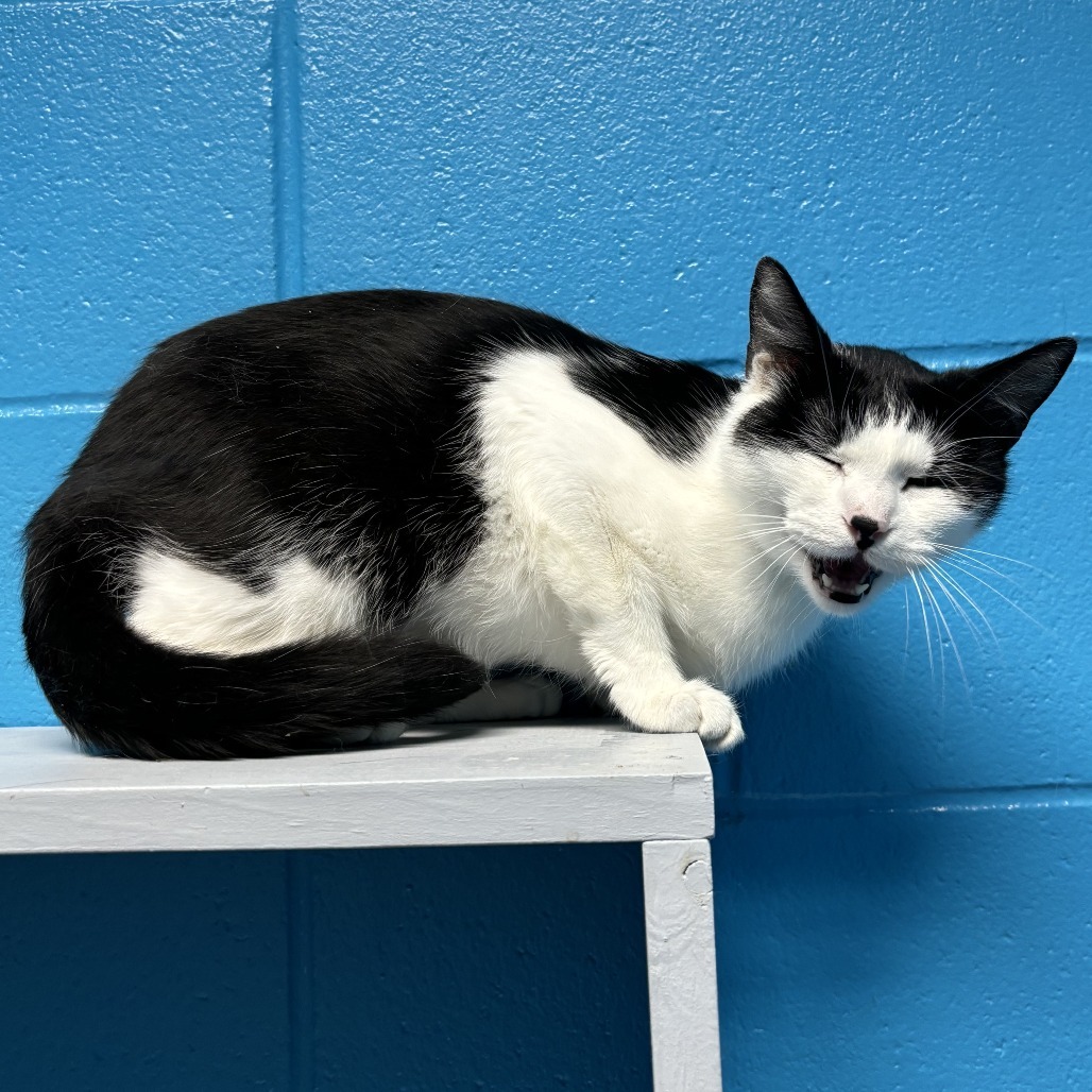 Voodoo, an adoptable Domestic Short Hair in Cheyenne, WY, 82007 | Photo Image 3