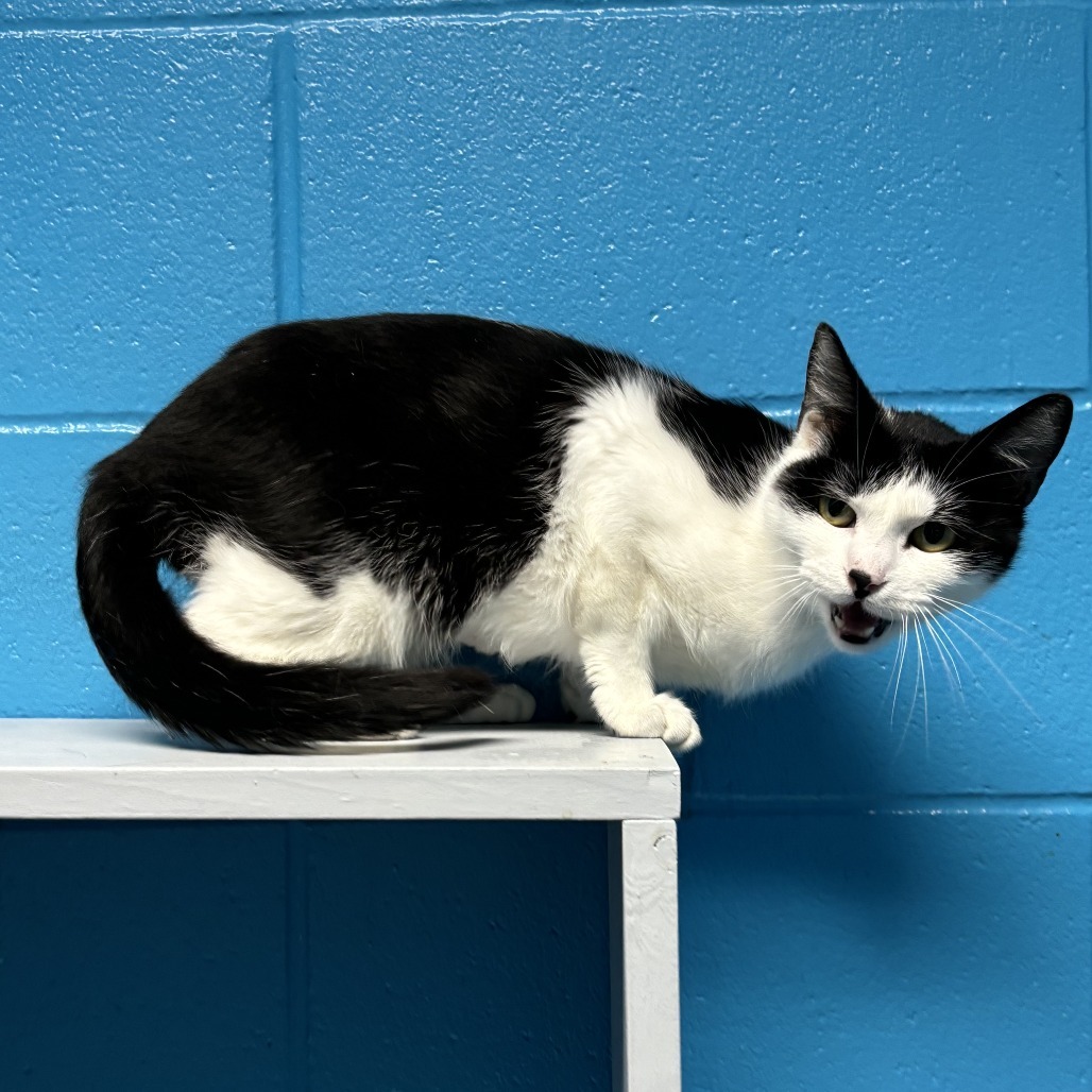 Voodoo, an adoptable Domestic Short Hair in Cheyenne, WY, 82007 | Photo Image 4