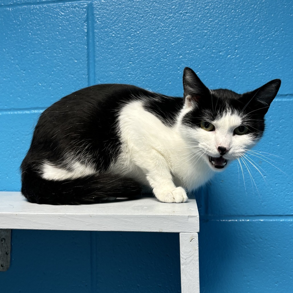 Voodoo, an adoptable Domestic Short Hair in Cheyenne, WY, 82007 | Photo Image 5