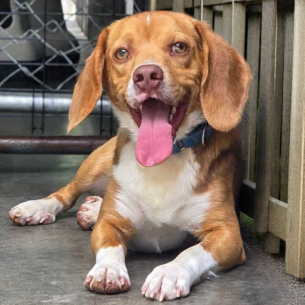 Buck