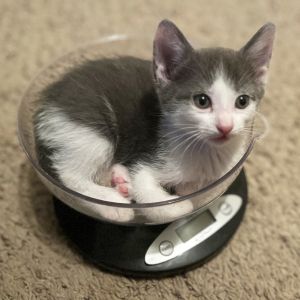 Tsunami 5, Baby Female Domestic Short Hair