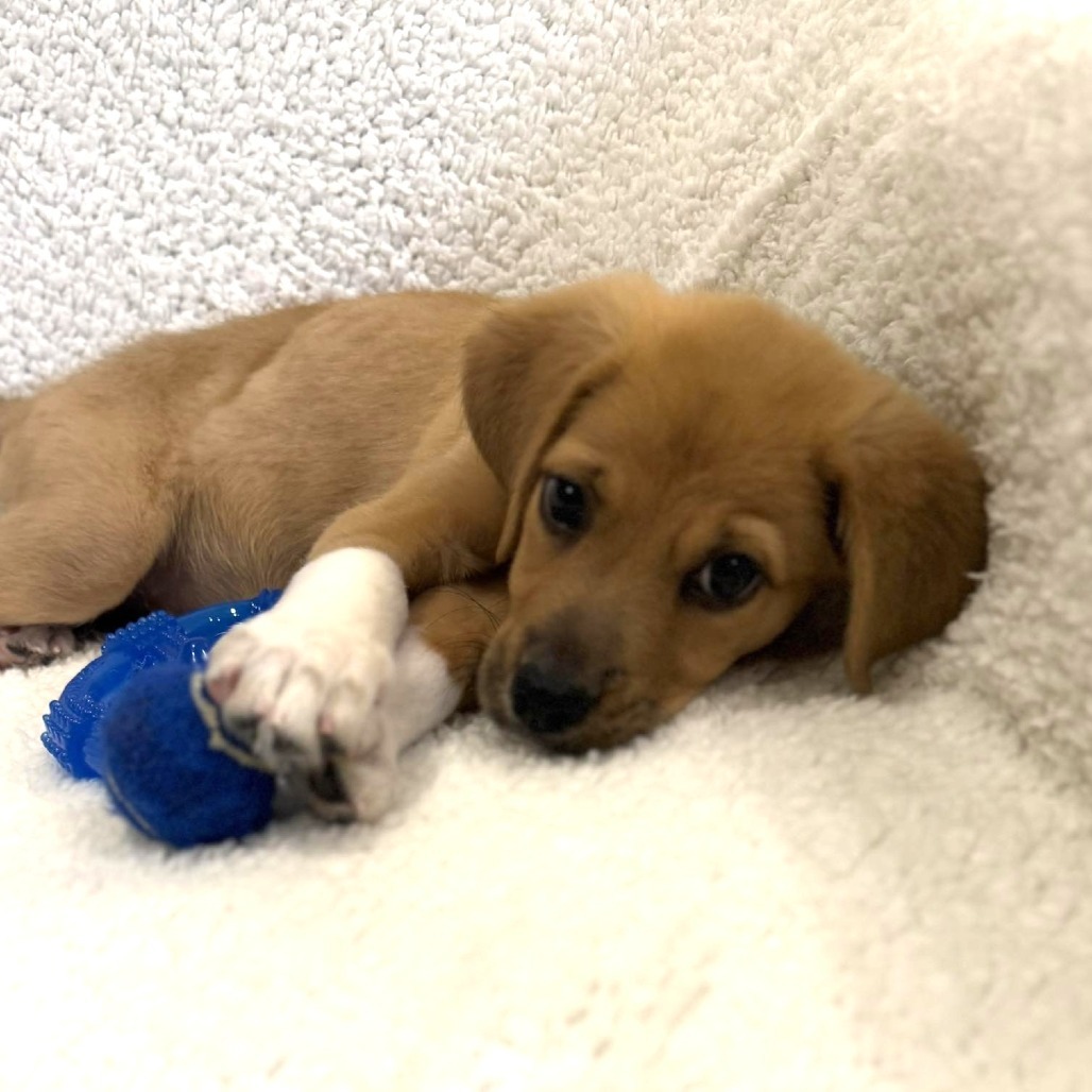 Peanut