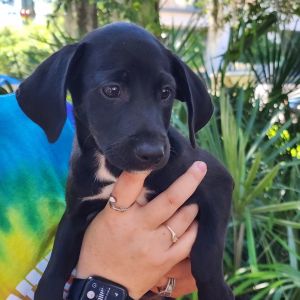 LUKE Mixed Breed Dog