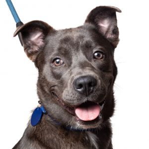 Bluey Labrador Retriever Dog
