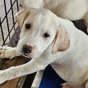 Homer Hound Dog