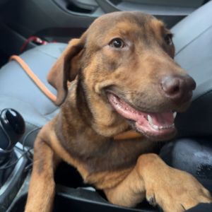 Zeke Mixed Breed Dog
