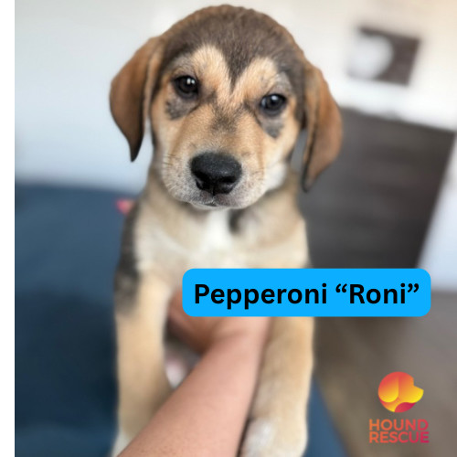 Pepperoni "Roni"