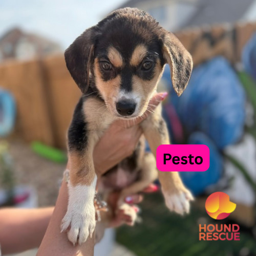 Pesto