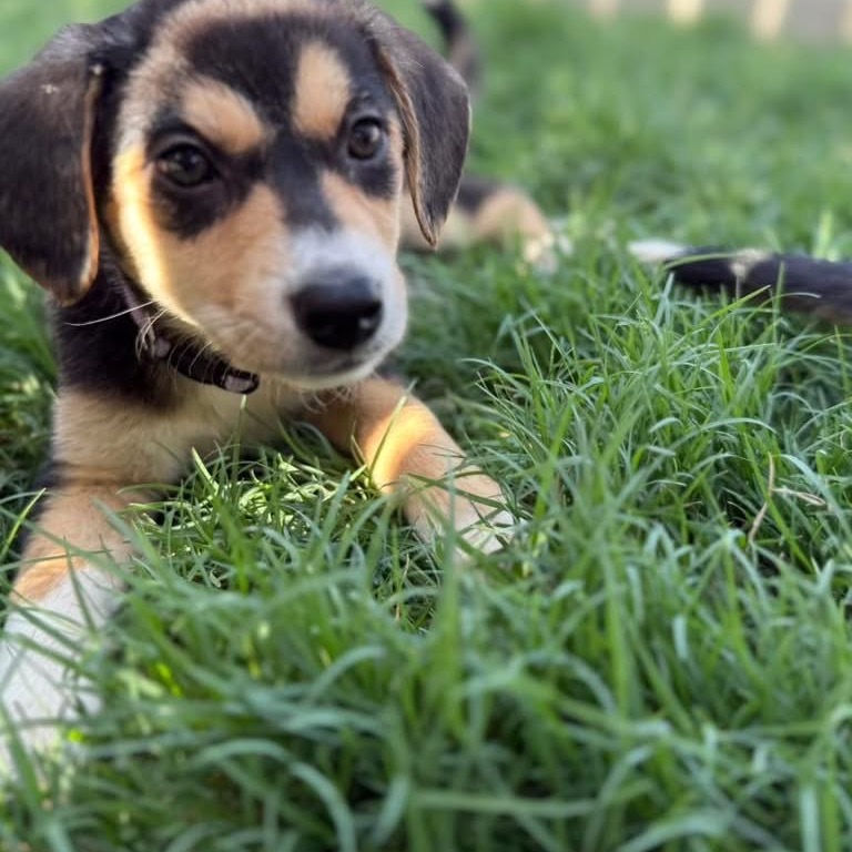 Pesto