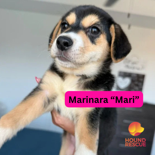 Marinara "Mari"