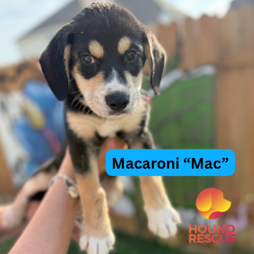 Macaroni "Mac"