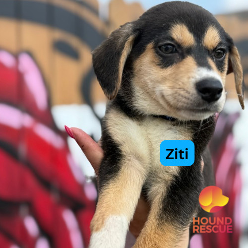Ziti